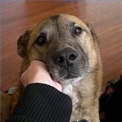 I Want A Dog Dog Volunteers Of Ankara Ankara Nin Kopek Gonulluleri